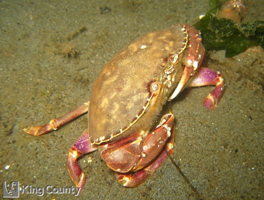 Photo of Metacarcinus gracilis